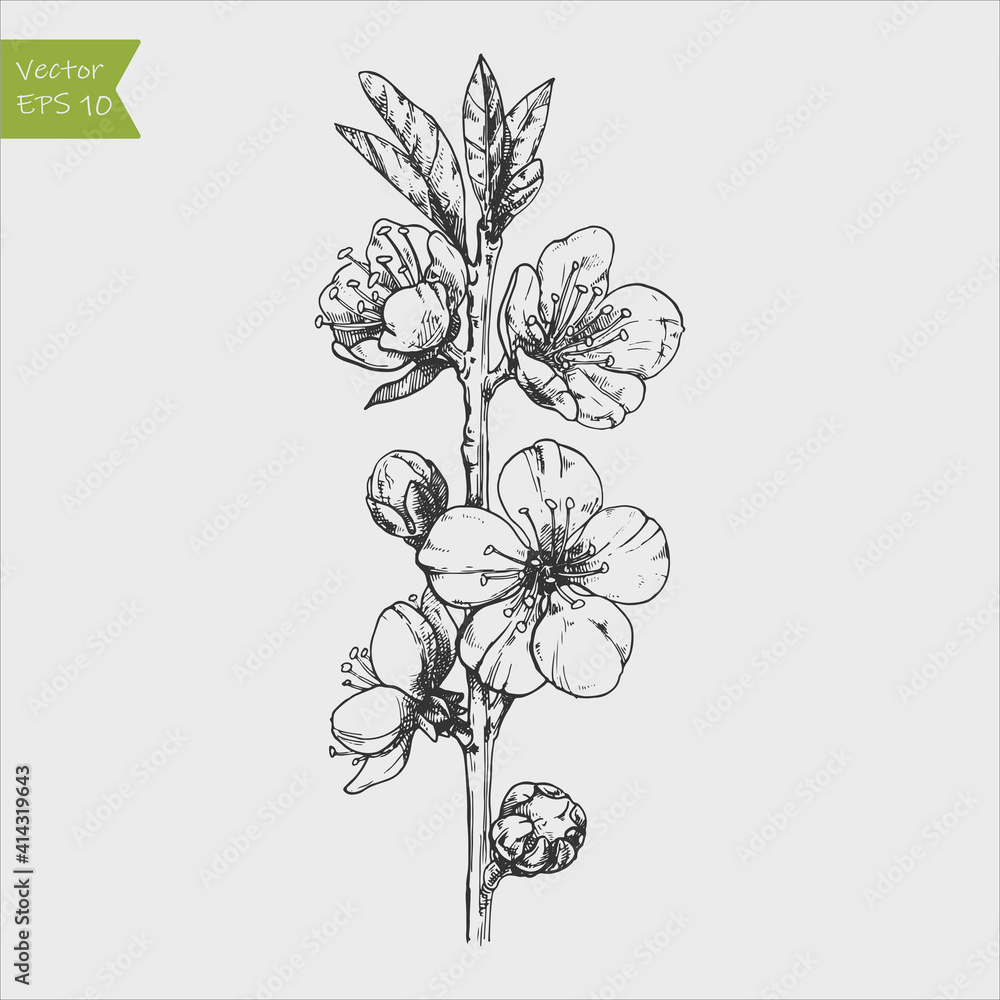 Almond tropical flowers in blossom isolated on white background. Almond tropical flowers in blossom isolated on white background.