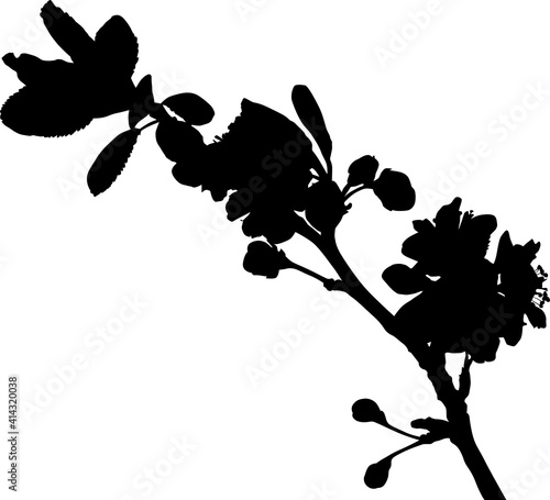 plum tree branch black isolated silhouette