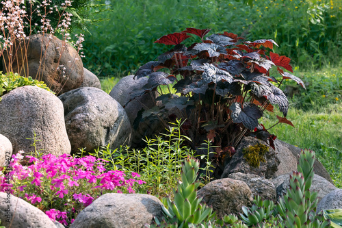 Billede på lærred Various perennial plants in a small rockery in a summer garden