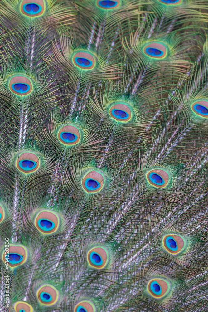 Obraz premium peacock feathers fine background