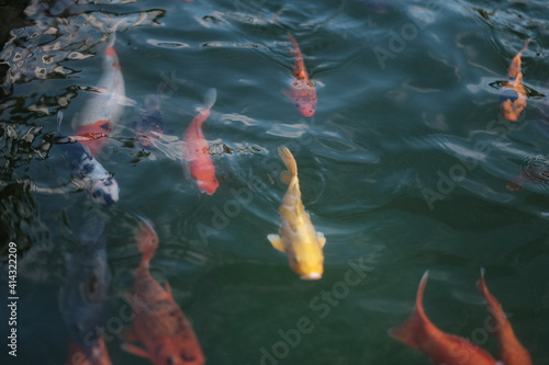 koi fish pond