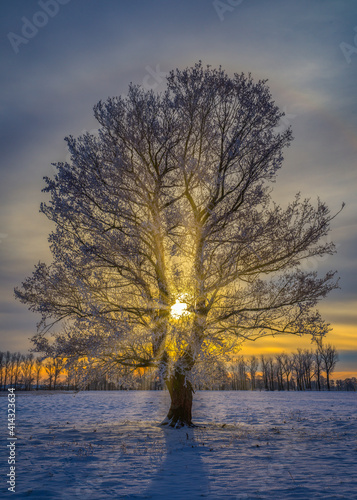 Winterlandschaft mit einem Baum in der Morgensonne