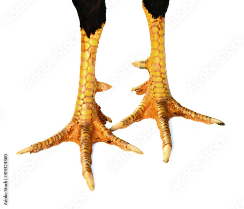 Fresh chicken feet Isolated on the white background.
