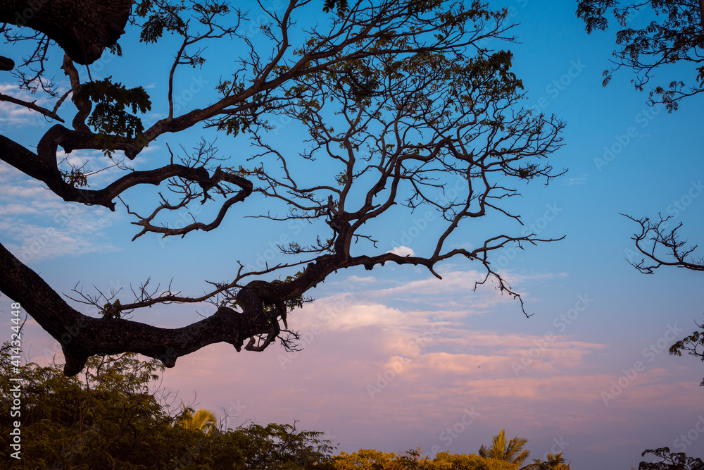 Silhouetted tree branch and beautiful evening clouds blue hour photograph. cool blue and purple tone the sky marks the end of a great day.