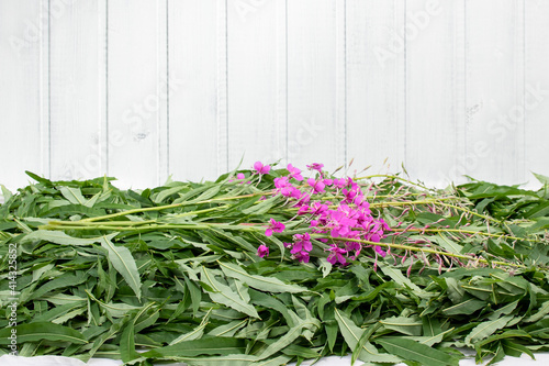 Harvesting fireweed for tea - drying laid out leaves and flowers  copy spase