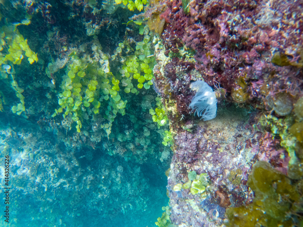 Underwater landscape with coral wall and deep blue sea water. White worm ad plants on underwater stone.