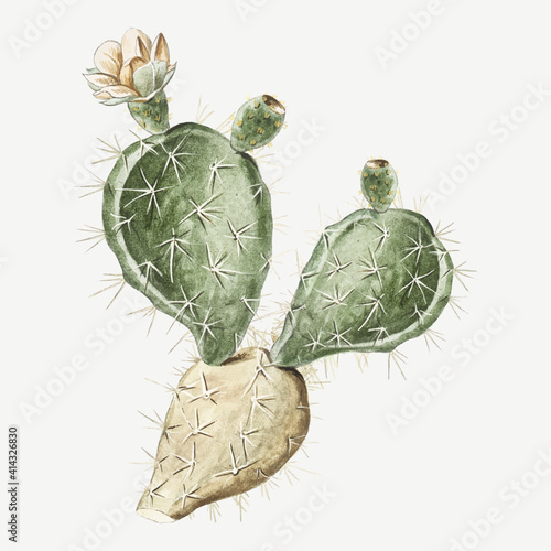 Indian Fig or Semaphore Prickly Pear vector