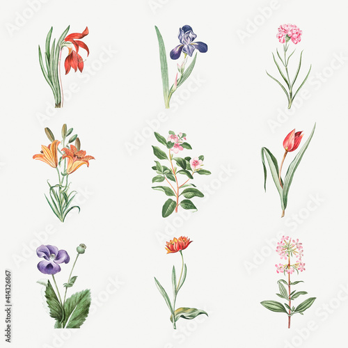 Set of blooming flowers vector