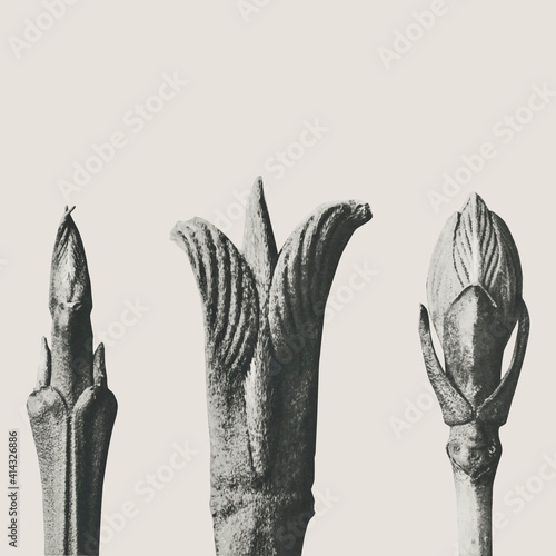 Cornus Brachypoda (Dogwood) shoot enlarged 12 times vector