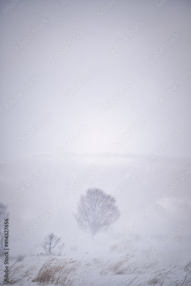Fototapeta premium 雪原の木