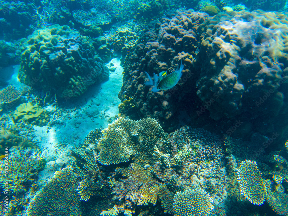 Yellow dascillus fish in coral reef underwater photo. Exotic fish in nature. Tropical seashore snorkeling or diving. Yellow dascillus fish in coral reef underwater photo. Exotic fish in nature. Tropical seashore snorkeling or diving.