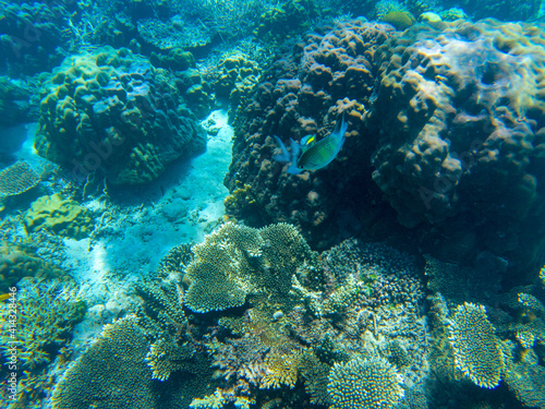 Fototapeta Naklejka Na Ścianę i Meble -  Yellow dascillus fish in coral reef underwater photo. Exotic fish in nature. Tropical seashore snorkeling or diving.
