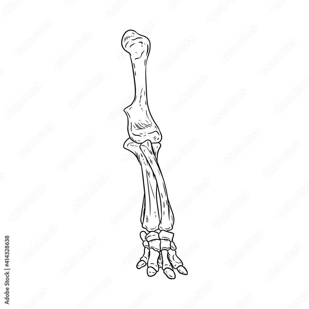 Mammoth or elephant fossilized leg hand drawn sketch image. Animal bones fossil image drawing. Vector stock silhouette