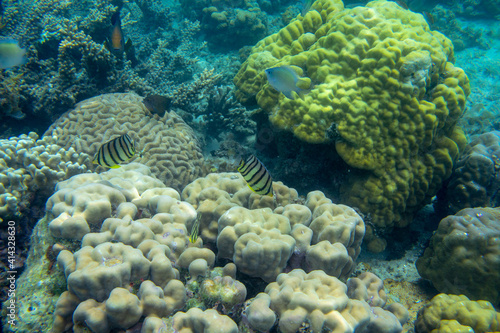 Longnose butterflyfish fish in coral reef underwater photo. Exotic fish in nature. Tropical seashore snorkeling diving © Elya.Q