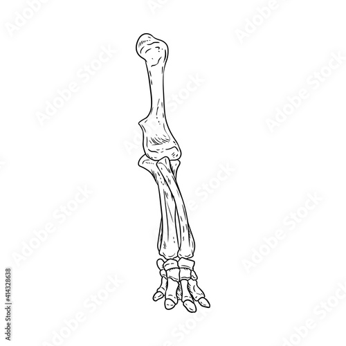 Mammoth or elephant fossilized leg hand drawn sketch image. Animal bones fossil image drawing. Vector stock silhouette