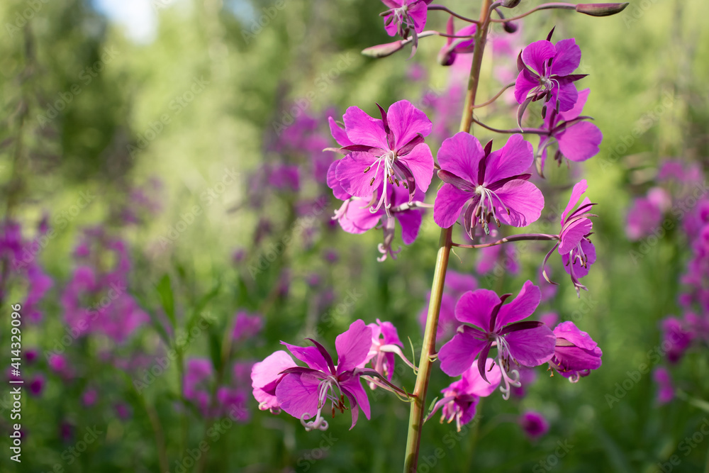 Blooming fireweed known as blooming sally in a summer meadow Blooming fireweed known as blooming sally in a summer meadow