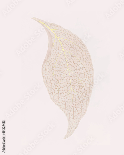 Adelaster Albivenis, engraved leaf vintage illustration vector, remix from original artwork of Benjamin Fawectt