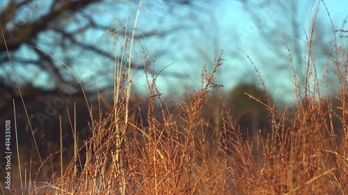 Grass moving by the wind during golden hour