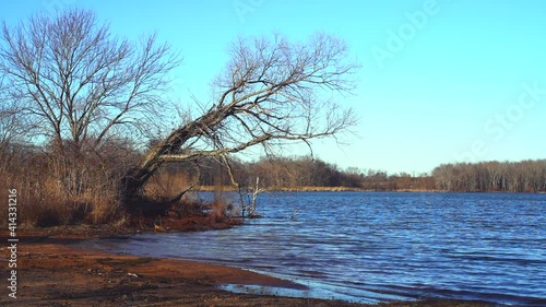 Bare tree by a blue rippling lake