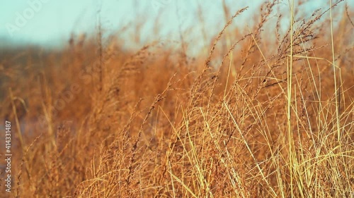 Grass moving by the wind during golden hour