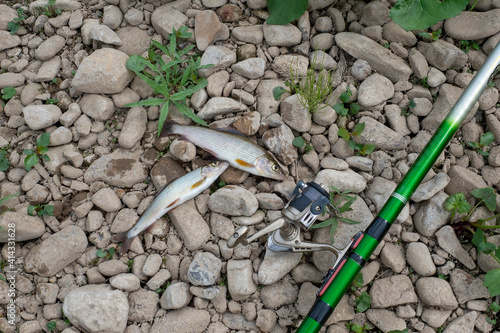 The caught fish lies on the river pebbles next to the fishing rod. The fisherman's catch. Grayling.