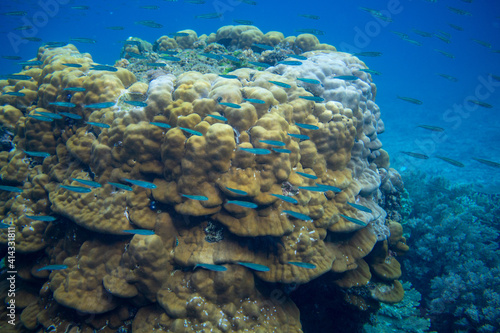 Blue fish school in coral reef underwater photo. Exotic fish in nature. Tropical seashore snorkeling or diving