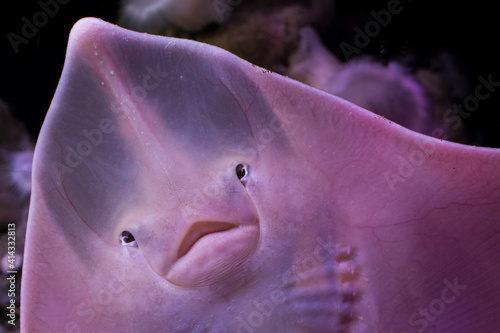 Happy face of a ray fish