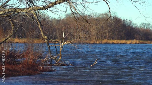 Bare tree by a blue rippling lake