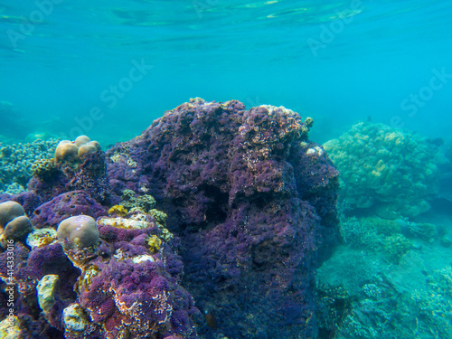 Vibrant seascape with blue water and violet coral reef. Underwater view of tropic sea bottom. Tropical sea snorkeling