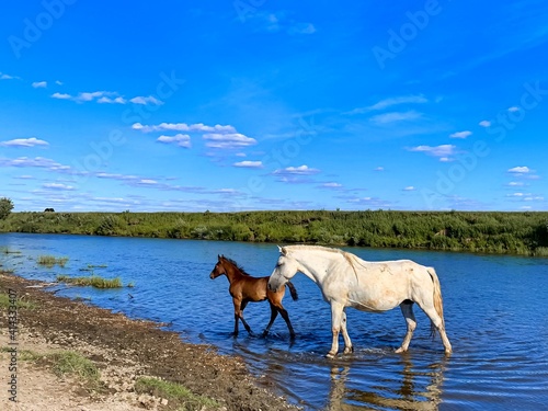 Natural background summer landscape. Horse and foal cross the river on a sunny day  bright blue sky with clouds