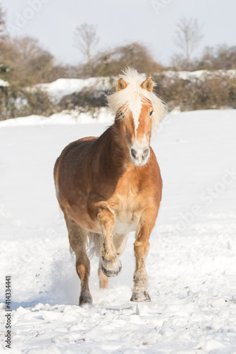 Pferd (Haflinger) im Schnee