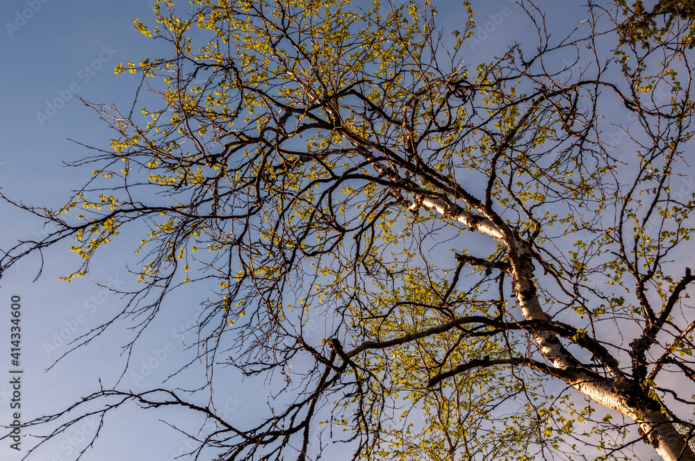 Branch of birch with light green leaves on the background with tender blue sky. Bottom view. Season early spring Branch of birch with light green leaves on the background with tender blue sky. Bottom view. Season early spring