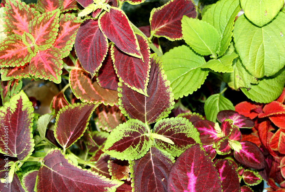 Coleus plant. A mixture of colors. Colorful leaves. Different varieties of coleus. An ornamental plant with. Burgundy-green leaves of coleus close-up. banner packing for seeds. Floriculture. Plants 