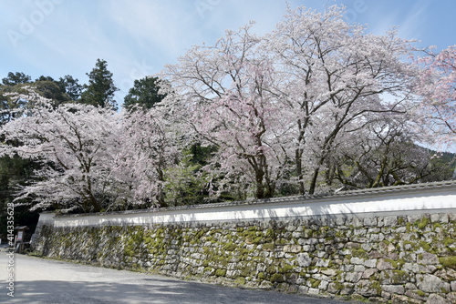 Wallpaper Mural 春の三井寺　境内の桜　滋賀県大津市 Torontodigital.ca