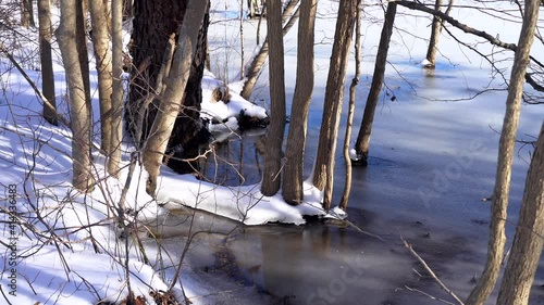 Trees next to a Frozen Lake