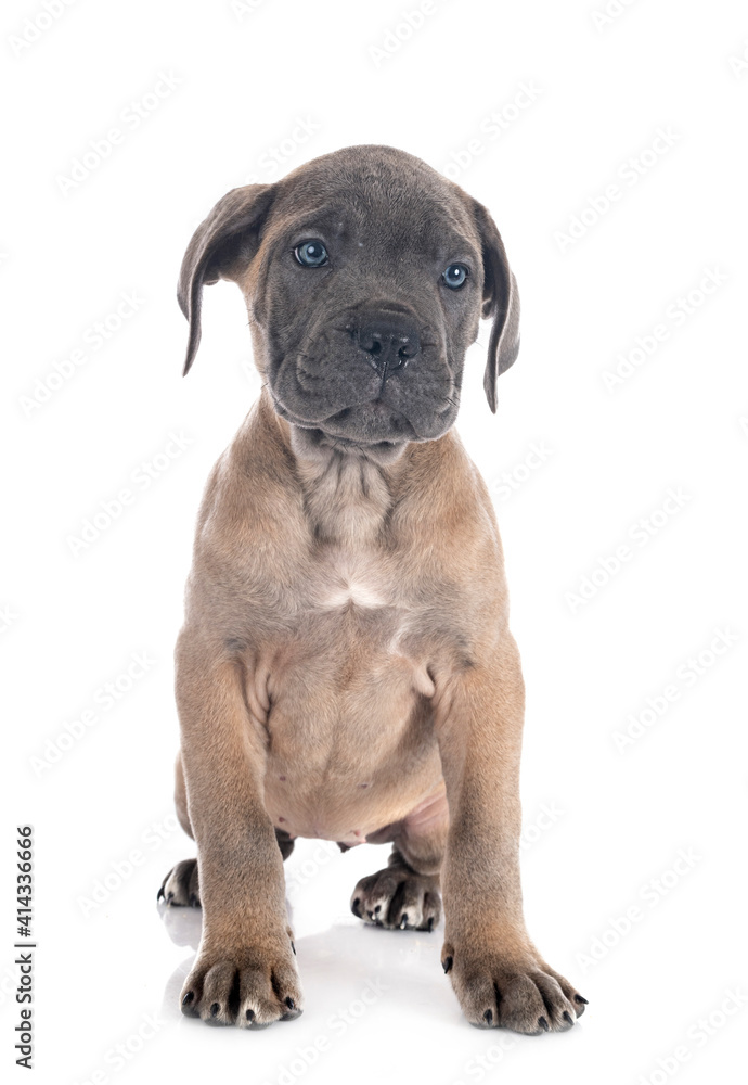 puppy cane corso puppy cane corso
