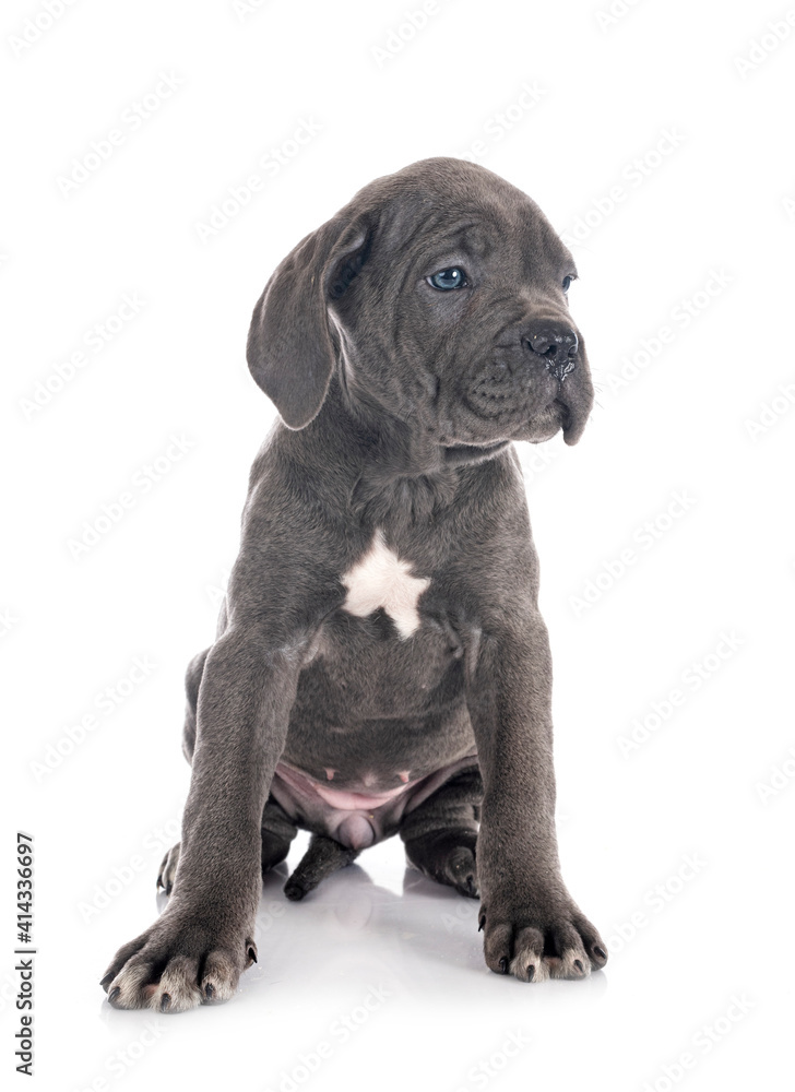 Fototapeta premium puppy cane corso