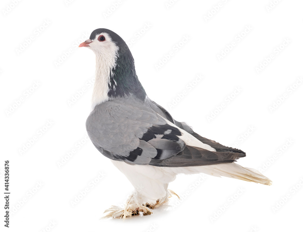 Fototapeta premium Lahore pigeon in studio