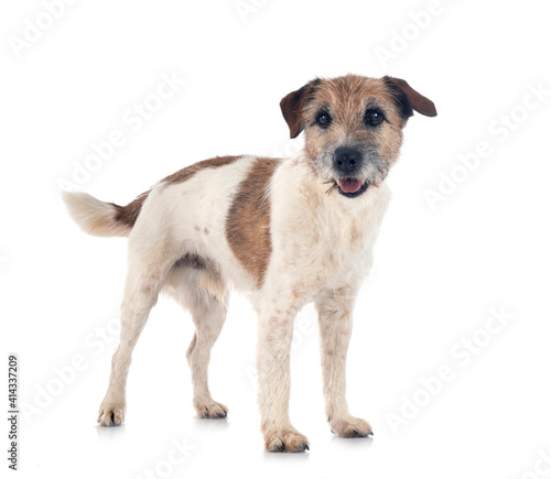 Fototapeta Naklejka Na Ścianę i Meble -  jack russel terrier
