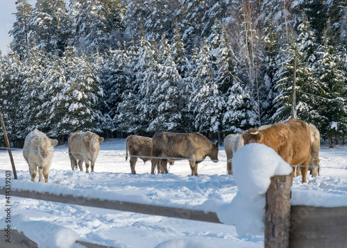 landscape with cow herd outdoors, cold winter day, Latvian winter landscape