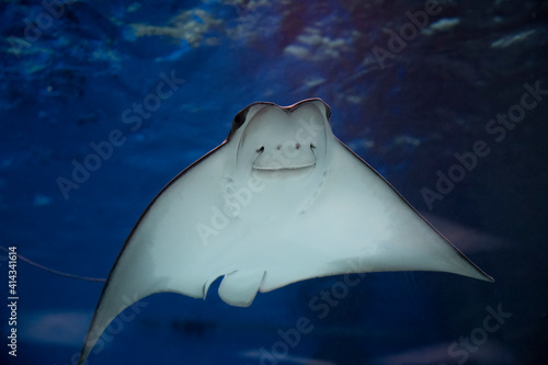 the stingray swims in the water, near the stingray there are air bubbles,fish underwater in the aquarium © IvSky
