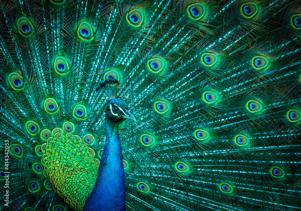 Obraz premium Peacock