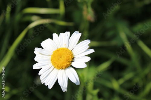 white daisy flower