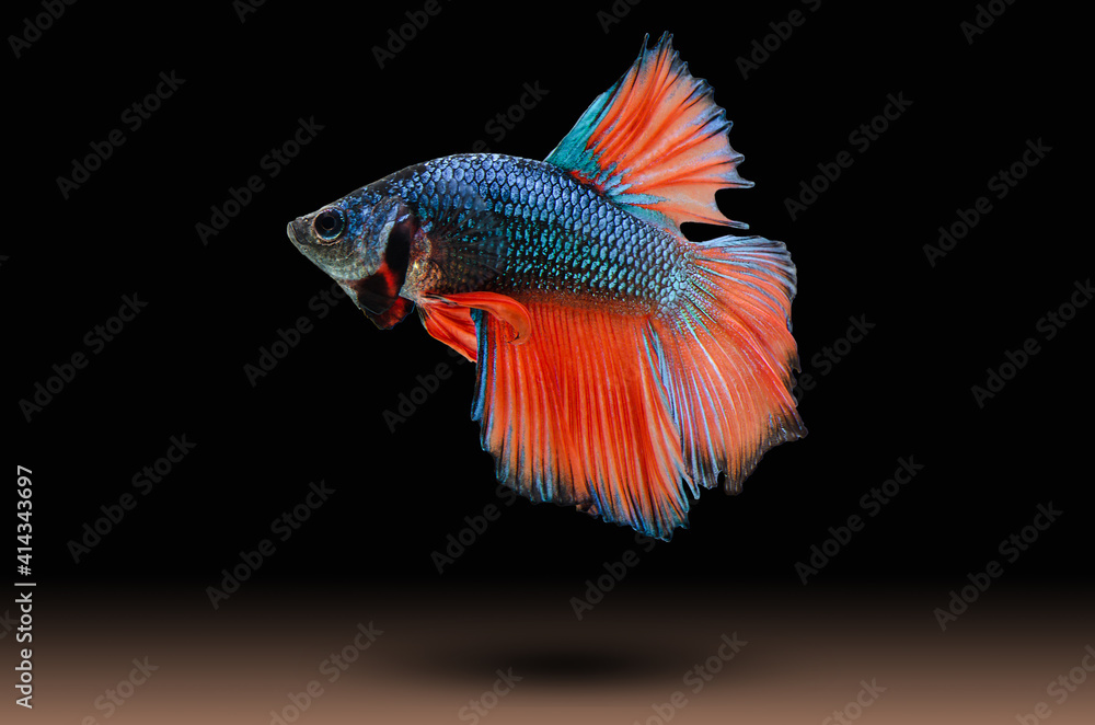 Fish fighting, beautiful fish, colorful fish fighting Siam, colorful tail, prominent action, good posture. Fish fighting, beautiful fish, colorful fish fighting Siam, colorful tail, prominent action, good posture.
