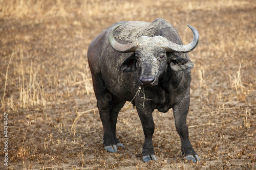The African buffalo or Cape buffalo (Syncerus caffer) and a large bull standing covered by mud in a burnt savannah.