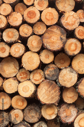 Logging  deforestation of the planet. stacked logs.