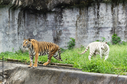 two Tiger at zoo at songkha thailand