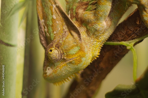 Beautiful color of chameleon panther, chameleon panther on dry leaves, chameleon panther closeup, Chameleon panther on branch with white backround, photo