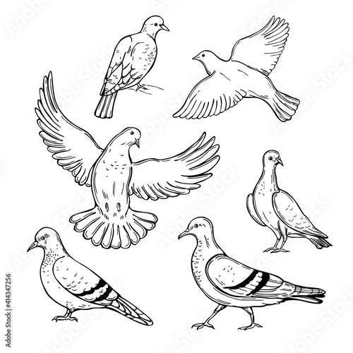 Doves. Vector  illustration.