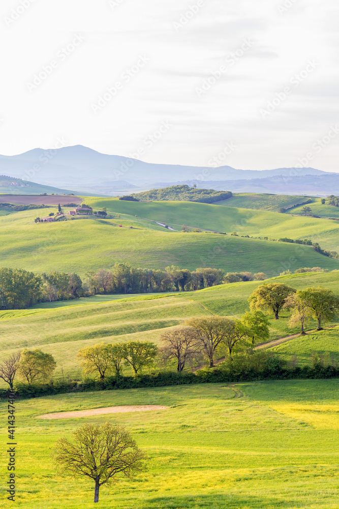 Trees in a rural rolling countryside Trees in a rural rolling countryside